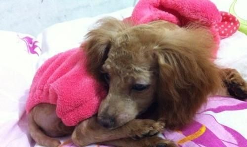 狗狗术后体温低怎么办（解决狗狗术后体温低问题的实用方法）