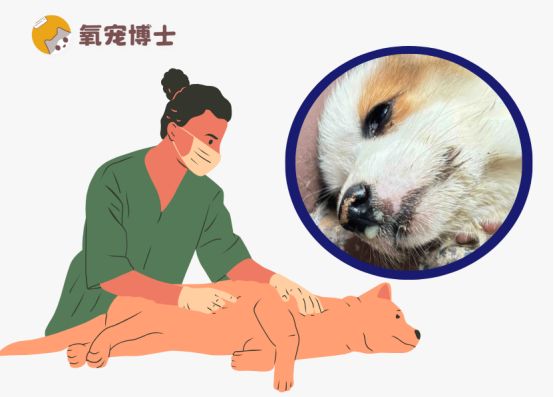 宠物狗感冒了可以吃人的感冒药吗？