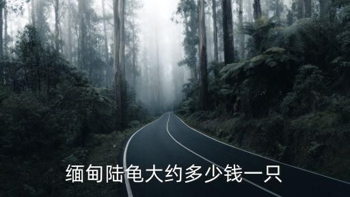 缅甸陆龟大约多少钱一只