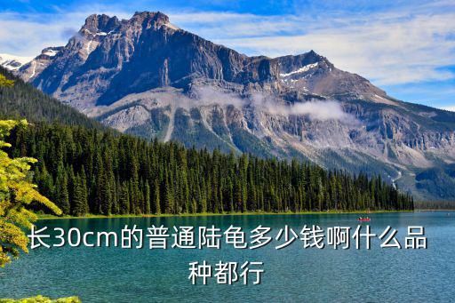 长30cm的普通陆龟多少钱啊什么品种都行