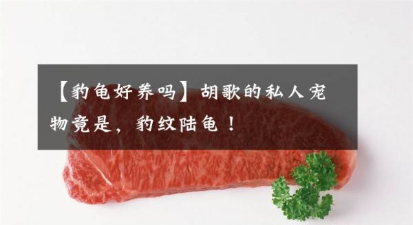 【豹龟好养吗】胡歌的私人宠物竟是，豹纹陆龟！