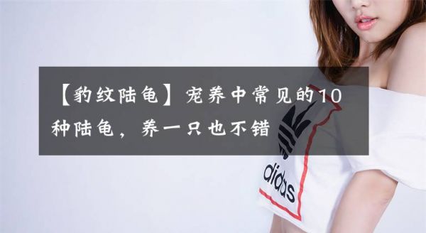 【豹纹陆龟】宠养中常见的10种陆龟，养一只也不错文章配图