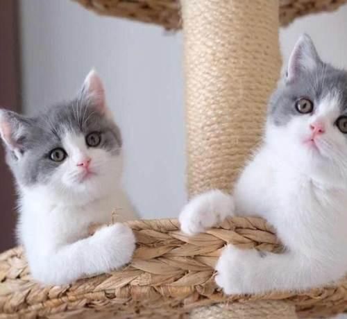 怎样饲养宠物猫