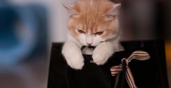 怎样饲养宠物猫