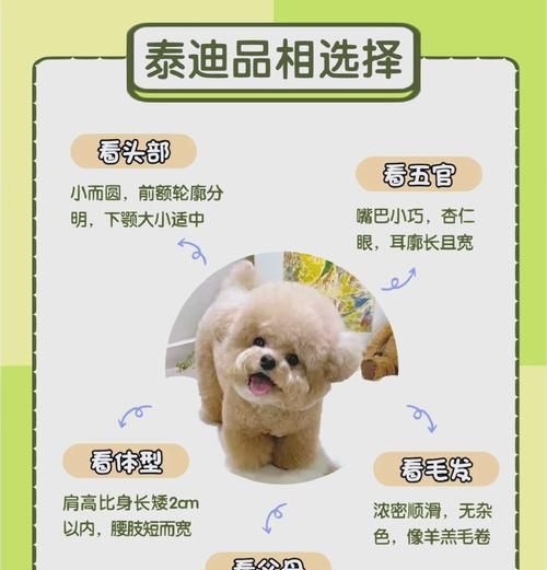 泰迪犬的平均寿命是多少年？如何延长其寿命？
