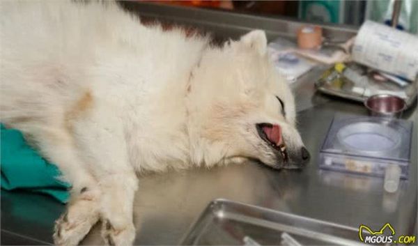 狗狗能活多久？想要延长狗狗寿命，这5个知识要知道