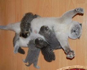 产后猫咪产道清洁消毒,如何避免感染?