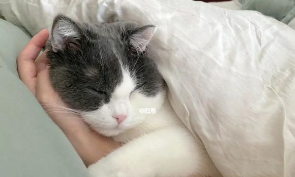 《母猫产后钻被窝的原因及解决方法》（解决猫咪产后“窝窝不离”的问题）