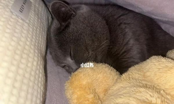 《母猫产后钻被窝的原因及解决方法》（解决猫咪产后“窝窝不离”的问题）