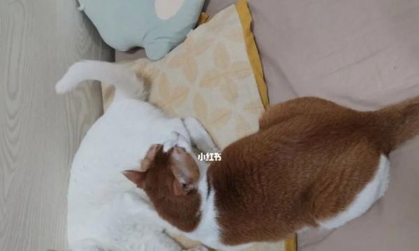 《母猫产后钻被窝的原因及解决方法》（解决猫咪产后“窝窝不离”的问题）