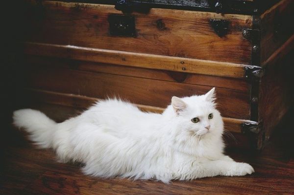 猫生完小猫要注意什么