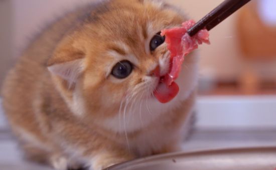 猫咪坐月子吃什么合适？