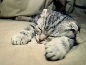 产后猫咪护理:保暖、喂食、观察,细心呵护!