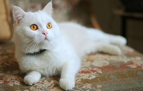 产后猫咪护理:保暖、喂食、观察,细心呵护!