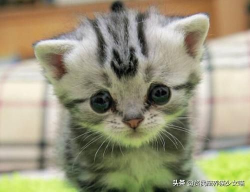 猫咪难产后多久恢复正常？产后护理至关重要吗？