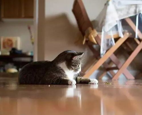 猫咪产后护理，如何科学坐月子？