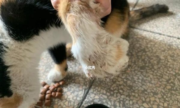 猫咪产后流血原因及处理方法（探究猫咪产后出血的各种情况及应对策略）