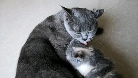 母猫产后多久哺乳?哺乳期护理要点