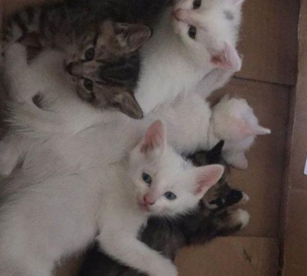 猫咪快要生产还在毫无准备?这些事情你要知道