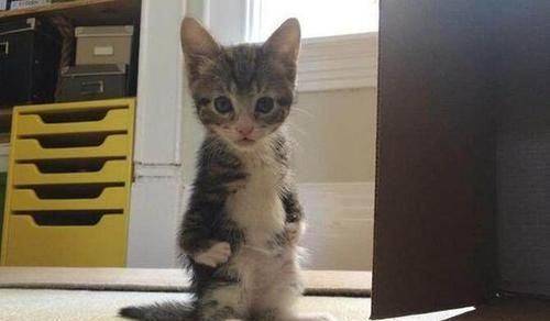如何给猫咪产后清洁（关爱宠物）