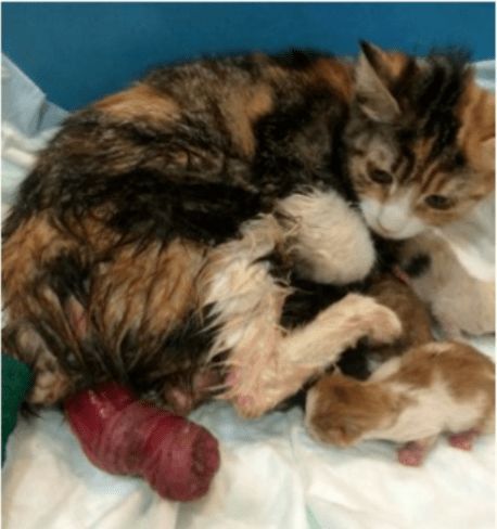 母猫产后抑郁:探究原因与宠物护理