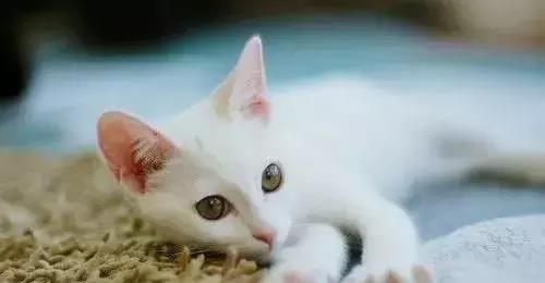 猫咪产后恢复需多久?产后护理要点解析
