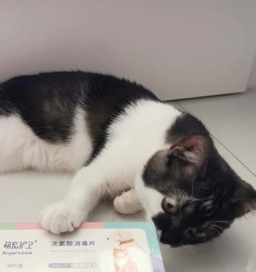 宠物猫产后应该用什么药（了解产后护理）