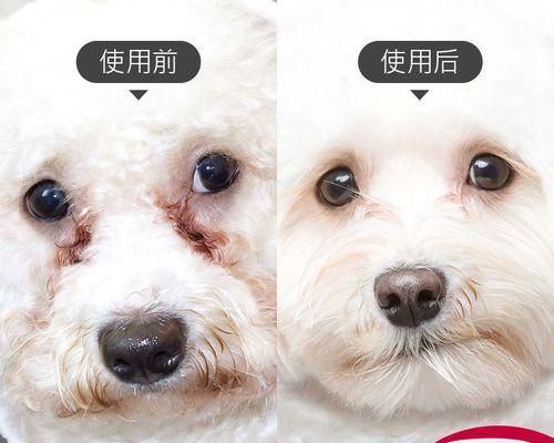 宠物猫产后应该用什么药（了解产后护理）