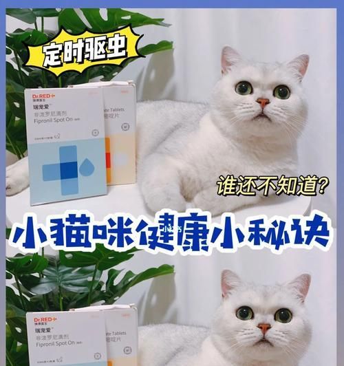 宠物猫产后应该用什么药（了解产后护理）