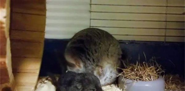 龙猫一胎生几只