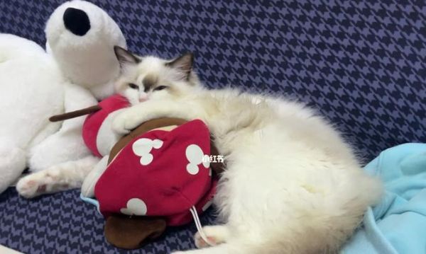 猫咪产后不理崽怎么办（以宠物为主）