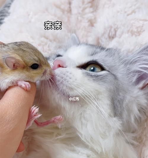 猫咪产后不理崽怎么办（以宠物为主）