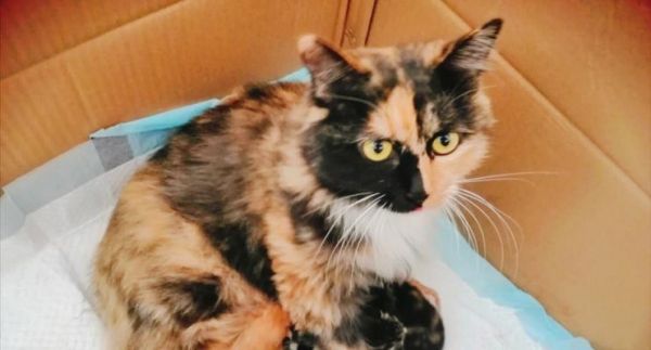 猫咪产后不理崽怎么办（以宠物为主）