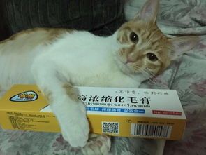 产后猫咪便秘,掌握护理妙招!