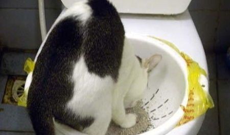 产后猫咪便秘,掌握护理妙招!