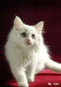 产后猫咪护理,关注幼猫健康成长