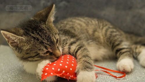 产后猫咪护理,关注幼猫健康成长