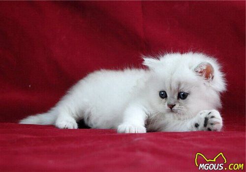 照顾产后猫咪需谨慎