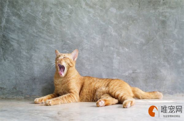 猫咪生完孩子后要注意什么 多少天算度过危险期
