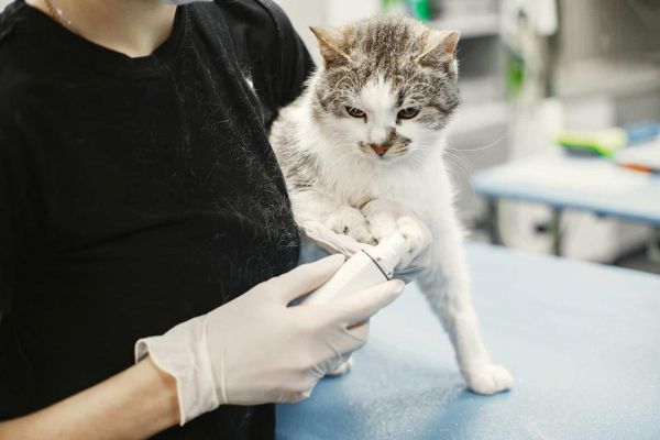 猫在兽医那里