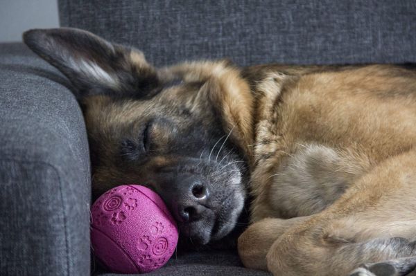 一只生病的德国牧羊犬躺在沙发上，脸旁有一个粉色球。这只狗看上去很疲惫，身体不适。