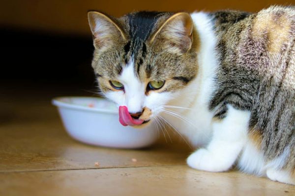 猫吃