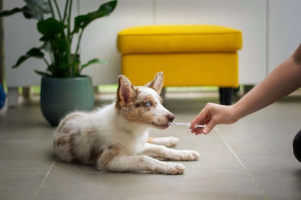 狗正在接受药物治疗