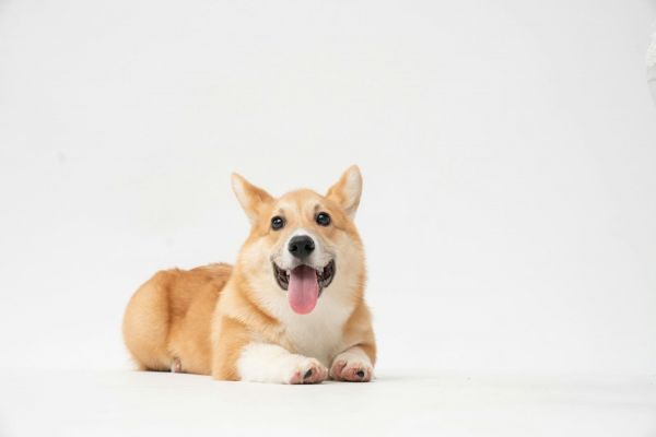 柯基犬小狗