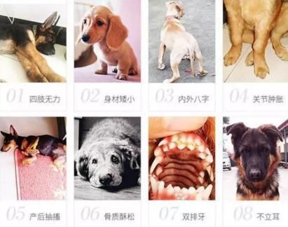 这一篇告诉你狗狗如何补钙, 撕破宠物店忽悠套路, 免去大把冤枉钱