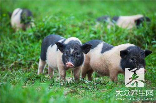 家里养“它”钱来的真快！