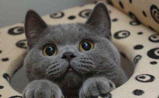 蓝猫产后补充营养 蓝猫产后及时营养补充很重要的！