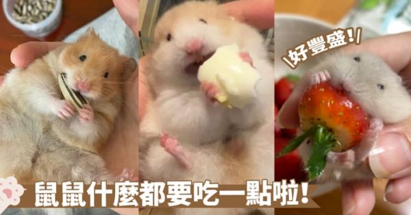 倉鼠飲食攻略：關鍵是多樣化！混合搭配才能保證營養更完善喔～