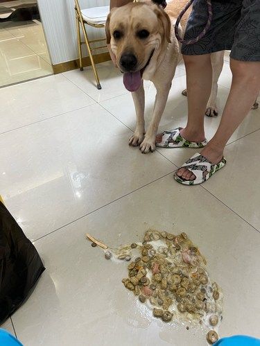 狗狗贪吃的后果