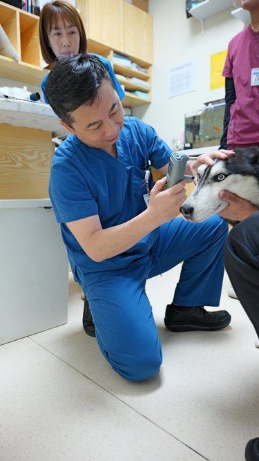 狗狗我呀在医生的帮助下重建光明咯~